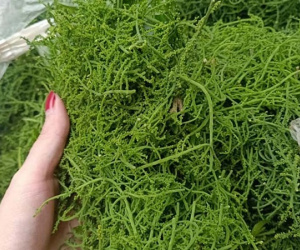 Món rau lạ trên rừng về Hà Nội, 200 nghìn/kg vẫn ‘cháy hàng’
