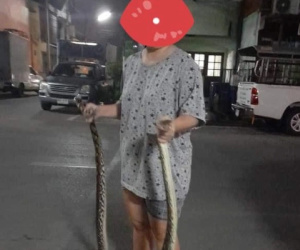 Chứng kiến bà xã tay không tóm gọn con trăn khủng để bảo vệ mèo cưng, anh chồng kinh hãi tột độ, tự nhủ 'từ nay sẽ ngoan'
