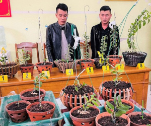 Đi ôtô tới Thanh Hóa trộm hoa lan đột biến giá trị 1,8 tỉ đồng