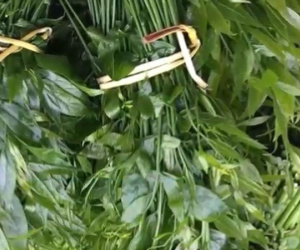 Video: Giá 200.000 đồng/kg, rau lạ trên rừng vẫn được nhiều người Hà Nội tìm mua