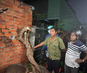 Bắt được kẻ cưa cây hoa giấy nổi tiếng ở Vũng Tàu