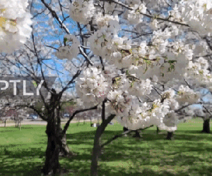Video: Hoa anh đào ở Washington nở rộ khiến người dân đổ xô đến ngắm mặc cảnh báo về dịch bệnh