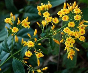 Uống nhầm nước lá ngón, 2 vợ chồng hôn mê sâu, ngừng tuần hoàn