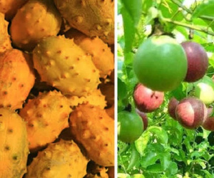 3 loại quả ở Việt Nam mọc dại đầy đường, sang nước ngoài thành của ngon vật lạ bán trong siêu thị gần 1 triệu đồng/kg