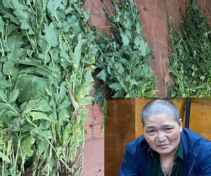 Đối tượng mua bán, tàng trữ trái phép ma túy, trồng gần 500 cây anh túc trong vườn nhà