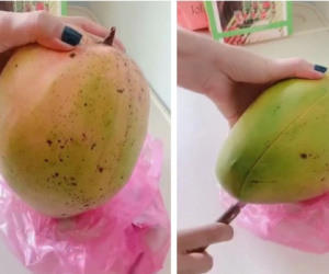 Trái xoài gần 3kg, phải ủ cả 1 tuần mới chín nhưng lúc đem ra gọt, cô gái 'tức cái lồng ngực' khi nhìn thứ bên trong