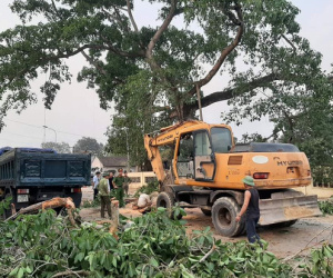 Cây đa hơn 300 tuổi ở Nghệ An bất ngờ gãy đổ làm 4 học sinh bị thương