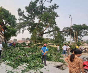 Vụ cây đa 300 tuổi gãy cành đè trúng 4 học sinh: 1 cháu bé đang hôn mê, 1 cháu phải chuyển tuyến