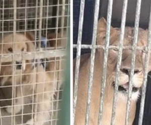Du khách sốc vì sở thú TQ có chiêu trò mất mặt chưa từng thấy: Đến sư tử cũng có 'hàng super fake'