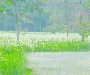 Chìm đắm trong sắc trắng tinh khôi của hoa cỏ lau giữa Hà Nội