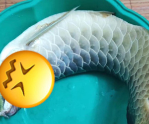 Cô gái định trổ tài làm bếp khi sang nhà người yêu nhưng cái kết bị chủ nhà đuổi đánh