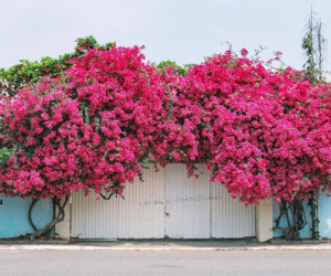 Vụ giàn hoa giấy khổng lồ 'đẹp nhất Vũng Tàu' bị kẻ gian chặt gốc: Bắt giữ đối tượng cưa trộm gốc cây về trồng lại bán kiếm tiền