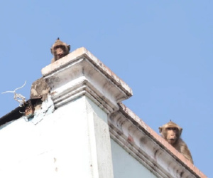 Chuẩn bị đưa đàn khỉ vừa bắt được trong khu dân cư Sài Gòn về rừng tự nhiên