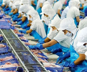 Xuất khẩu thuỷ sản Việt Nam lấy lại đà tăng trưởng