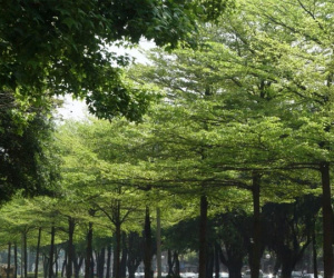 Bàng lá nhỏ - loại cây sẽ thay thế hàng cây phong lá đỏ ở Hà Nội có gì đặc biệt?