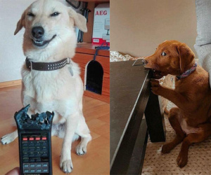 Rước boss về nhà nuôi cho vui nhưng sen phát hiện tháng ngày sau đó...toàn là nước mắt!