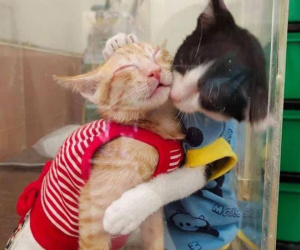 Hình ảnh 2 chú mèo hoang bị viêm mắt ôm nhau trong phòng khám khiến ai ai cũng cảm động