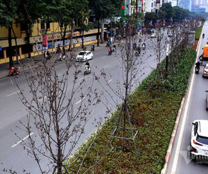 Hà Nội thay toàn bộ hàng cây phong đỏ đang 'chờ chết'
