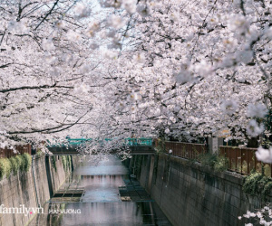 Siêu ngây ngất cảnh tượng toàn thủ đô Tokyo bao trùm dưới hàng trăm nghìn cây hoa anh đào bởi hiện tượng nở sớm nhất trong 1.200 năm