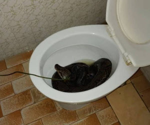 Kinh hãi người đàn ông bị trăn dài 3m cắn vào... mông khi đang đi vệ sinh