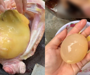 Mổ gà béo ngập mỡ, dân mạng càng bất ngờ hơn khi thấy buồng trứng