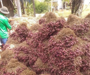 Hành tím khô rớt giá kỷ lục, bán 1 kg không đủ mua ổ bánh mì không