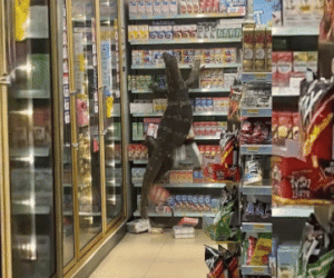 Clip: Kỳ đà 'Godzilla' náo loạn cả siêu thị