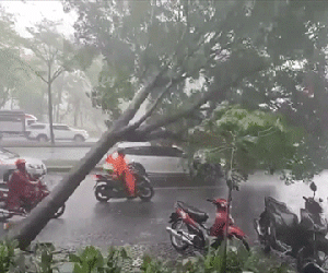 Khoảnh khắc cây cổ thụ bật gốc, đè trúng xế hộp tiền tỉ đang đi trên đường