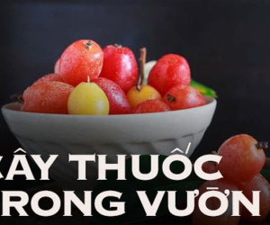Thứ quả chua chát chẳng mấy người mê lại có thể chữa ho, tiêu chảy, chị em tận dụng để trị mụn làm đẹp da, từ rễ đến lá đều có thể tận dụng