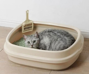Chỉ nhờ một chậu cát mèo, cô gái bóc mẽ được sự thật mà bạn trai che giấu, cách 'hạ màn' và giải quyết vấn đề khiến ai nấy hả hê!