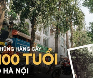 Những tuyến phố có hàng cây xanh được quy hoạch 100 năm trước ở Hà Nội giờ ra sao?