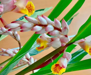 Hoa rừng đẹp như bông lúa mẩy hạt gây “sốt”, bán chơi mà được cả nghìn cành