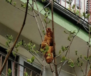 Bí ẩn 'quái thú cây' gây kinh hoàng ở thị trấn Ba Lan