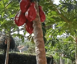 Khoe trái cây nhà trồng được, dân mạng trêu chọc: 'Nhìn không hề giả trân'