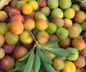 Mận cơm rớt giá thảm, bán 1kg không mua nổi cốc trà đá
