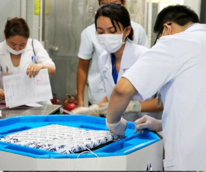 Cận cảnh BV Chợ Rẫy tiếp nhận lô thuốc giải độc tố nghi có trong pate chay, mỗi lọ hơn 6.000 USD
