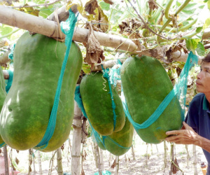 Khoe trái bí đao 'siêu to siêu khổng lồ' nặng đến 50kg, anh chàng khiến dân mạng mắt tròn mắt dẹt: Bổ ra nấu chắc cả huyện ăn mới hết!