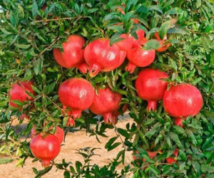 5 loại cây nên trồng trước cửa nhà giúp gia chủ làm ăn phát đạt, ngày càng giàu có