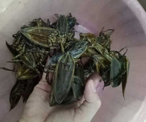 Loại côn trùng giống gián bán 3,5 triệu/kg, nhà giàu mua về hưởng thơm