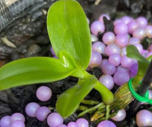 Đội trưởng điều tra tổng hợp huyện Hoài Đức: 'Họ gửi clip, ảnh lan đột biến cho nhau xem rồi chốt'