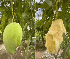 Cô gái chê xoài chua nhưng sau vài giây chỉ còn lại cái hạt, dân mạng thi nhau 'đá xoáy': May mà nó chua chứ ngọt là hết cả cây rồi!