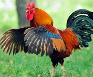 Trong 3 tháng tới đây, 3 con giáp này sẽ được Thần Tài ưu ái, tài lộc nhân đôi, tiền về chật két