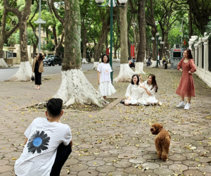 Hà Nội: Người dân đổ đến đường Phan Đình Phùng thả dáng với mùa sấu rụng lá