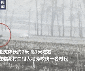 Hổ Siberia xuất hiện giữa thôn làng tấn công người nông dân gây trọng thương, lời kể của nhân chứng vẫn còn run rẩy chưa hoàn hồn