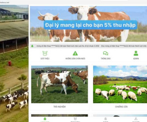 Tin vào 'chủ trang trại ở nước ngoài', hàng nghìn người 'nuôi bò online' sập bẫy đa cấp, mất trắng hàng trăm triệu đồng