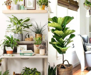 5 vị trí đặt cây phong thủy 'đắc địa' giúp gia chủ hóa giải năng lượng xấu, đón tài lộc