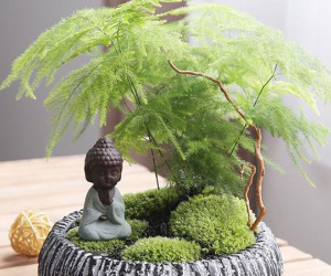 4 loại cây nên đặt trong cửa hàng để chiêu tài, sáng đặt đảm bảo tối đếm tiền mỏi tay không hết