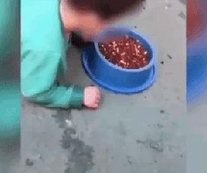 Mẹ bắt con trai vục đầu vào bát thức ăn dành cho chó rồi vô tư cười nói, quay video gửi mẹ chồng, đến lúc bị bắt vẫn mạnh miệng biện minh