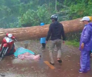 Mưa lớn kèm giông lốc quật cây rừng ngã đổ, đè 2 phụ nữ thương vong