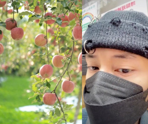 Bất ngờ vì người Nhật không ăn trái cây trồng trong vườn nhà dù nó chín mọng, hot Tiktoker chia sẻ phê phán một số bạn trẻ Việt 'tham lam và ngu dốt' gây phẫn nộ